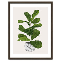 Fiddle Leaf Fig Tree Plant