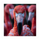 Close Up Of A Flamingo Bird Face, Pink Feathers (Print Only) thumbnail