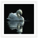 White Swan Gracefully Swimming In Dark Water thumbnail