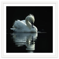 White Swan Gracefully Swimming In Dark Water
