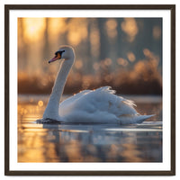 Majestic Swan Gliding On Water At Sunset