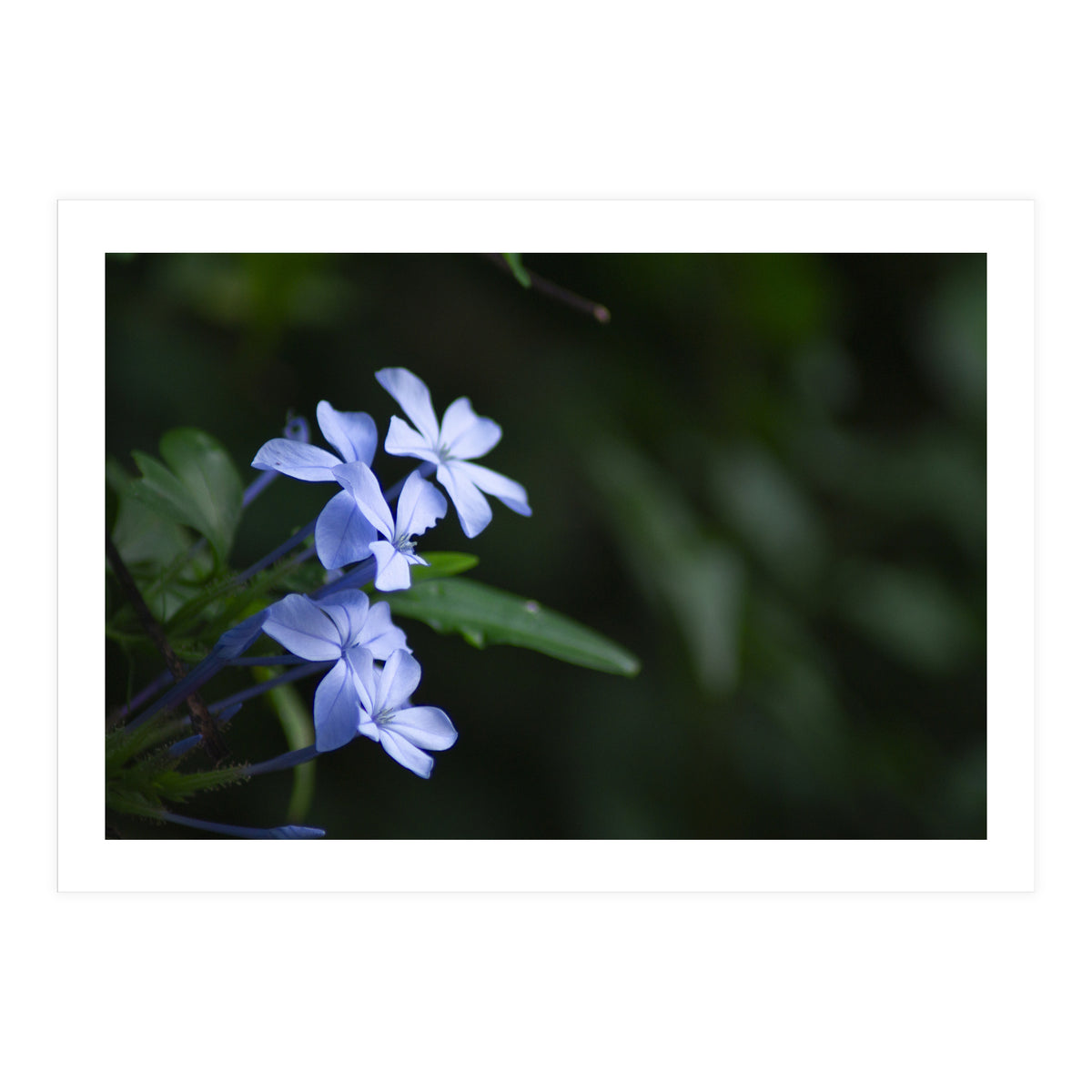 BLOSSOM. (Print Only)