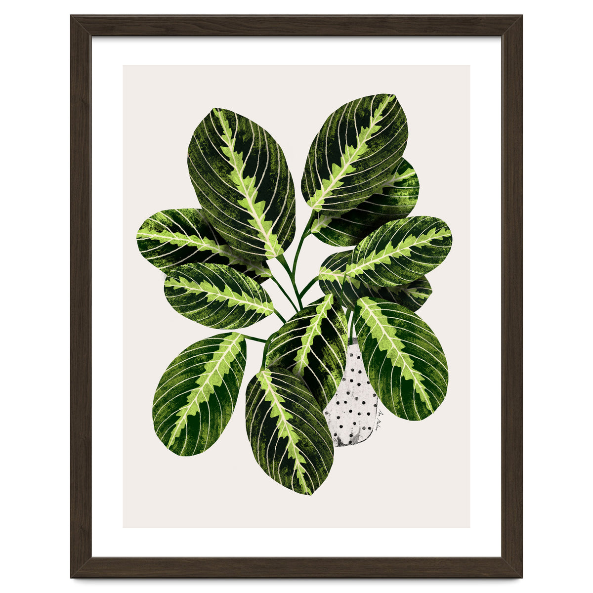 Maranta Plant