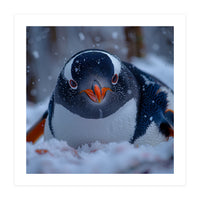 Close Up Gentoo Penguin In Snowy Landscape (Print Only)