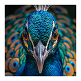 Majestic Peacock  (Print Only) thumbnail