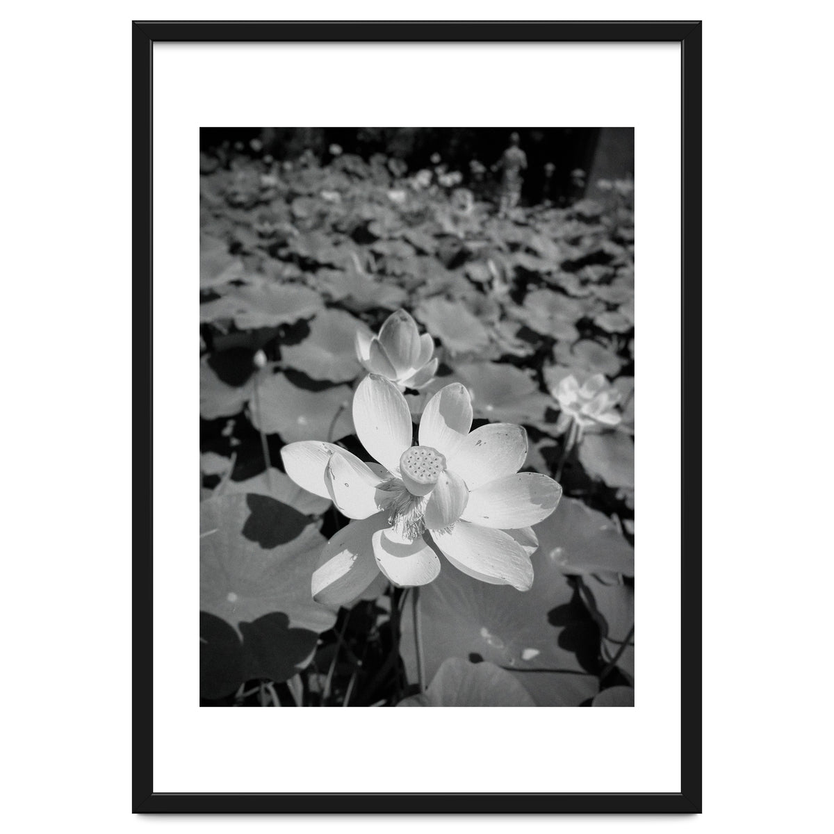 Hylas | Black & White