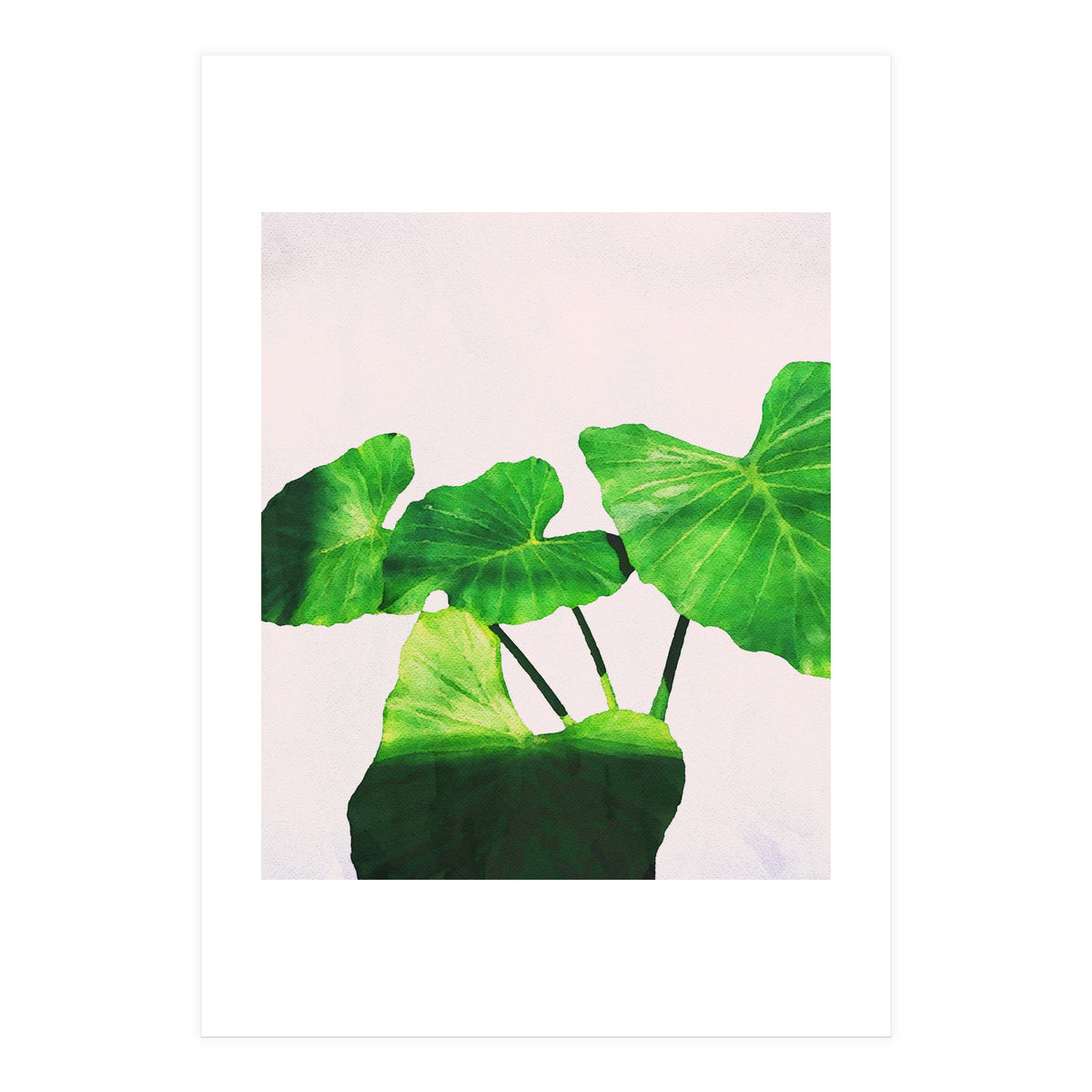 Taro Dimensionality (Print Only)