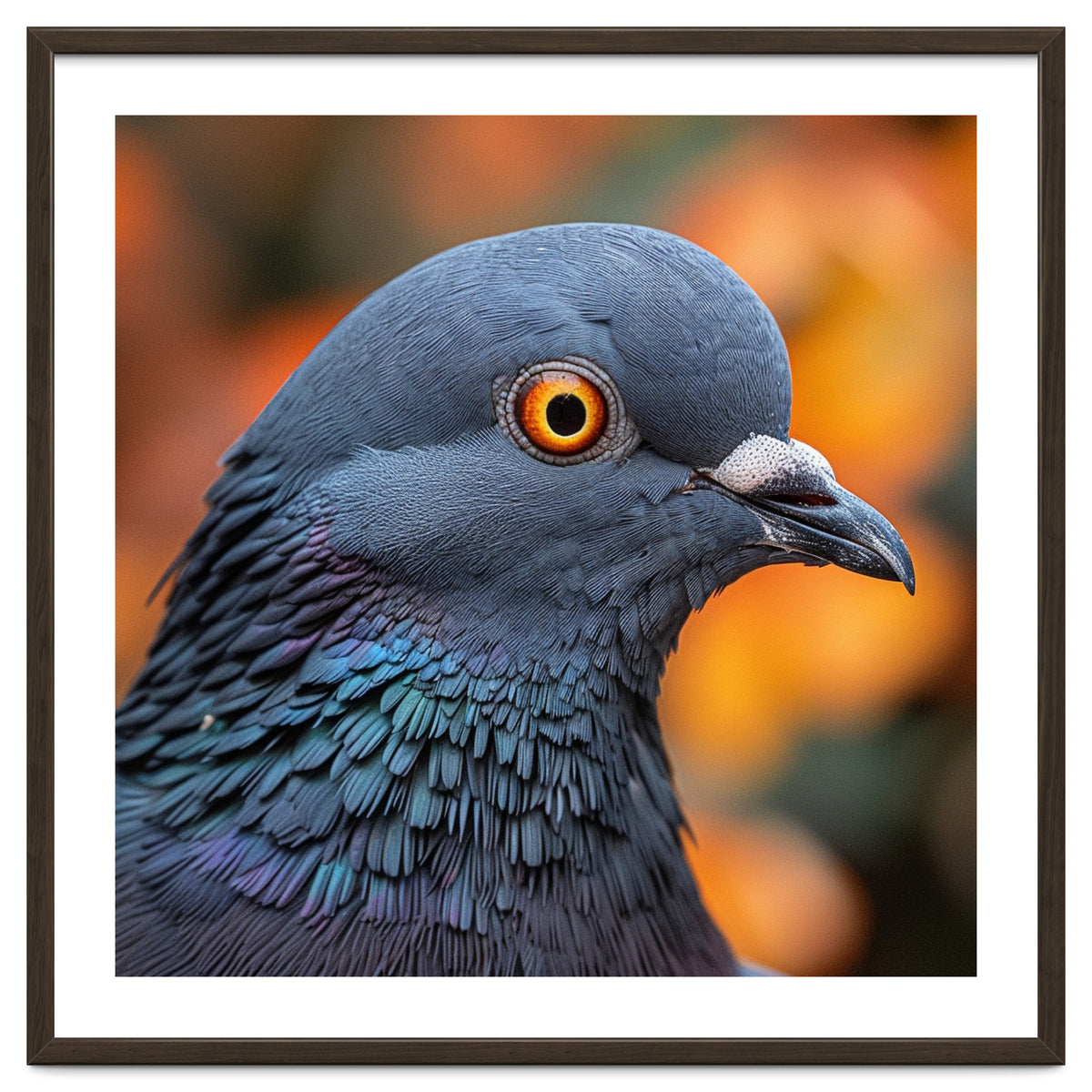 Close Up Of A Pigeon's Head And Neck