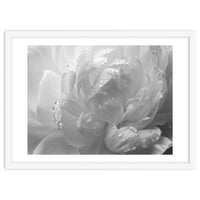 Ethereal Monochromatic Peony Petal Macro