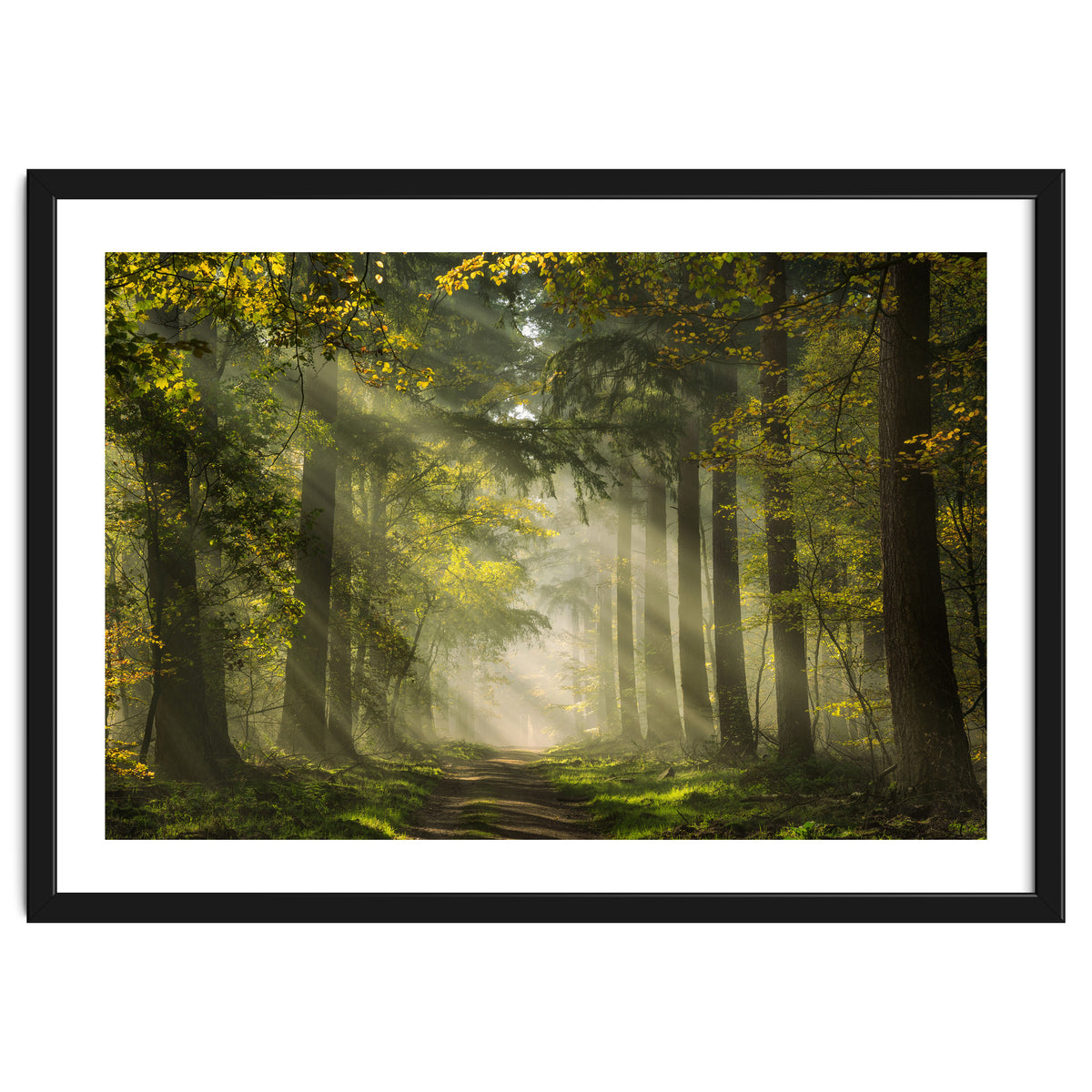 Sunrays in a Dutch forest