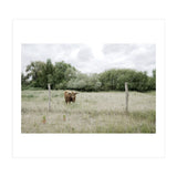 Cow in the farm (Print Only) thumbnail