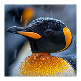 King Penguin Close Up In Snowfall (Print Only) thumbnail