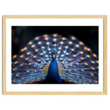 Close Up Peacock Showing Its Beautiful Feathers thumbnail