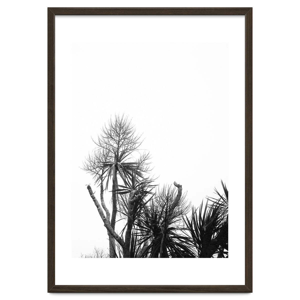 Miminalist Palm