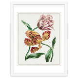 John Edwards – Various Tulips (1791) thumbnail