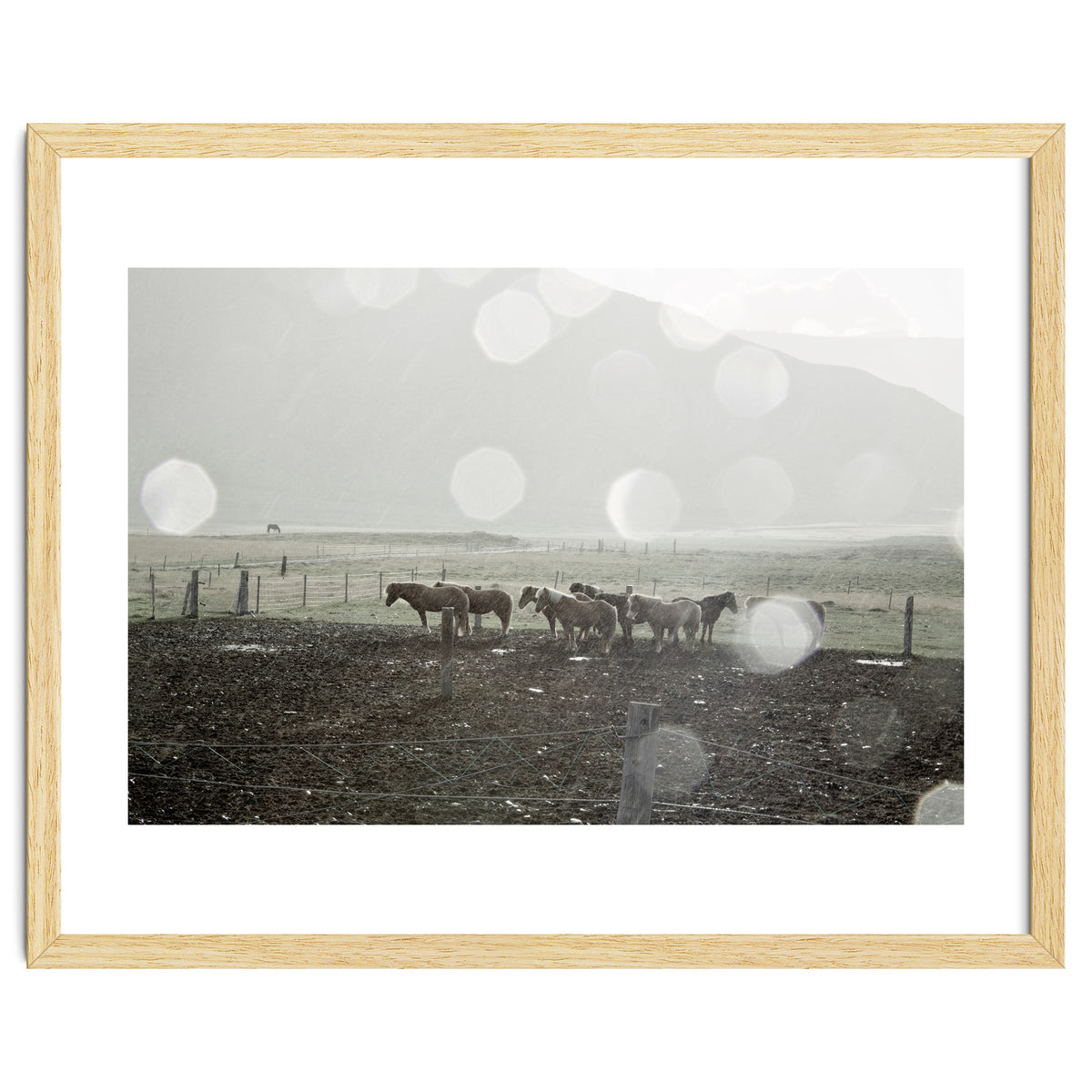 Horses under the sun shower - Iceland