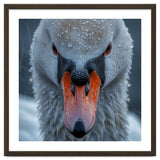 Close Up Of A Swan's Face With Water Droplets thumbnail
