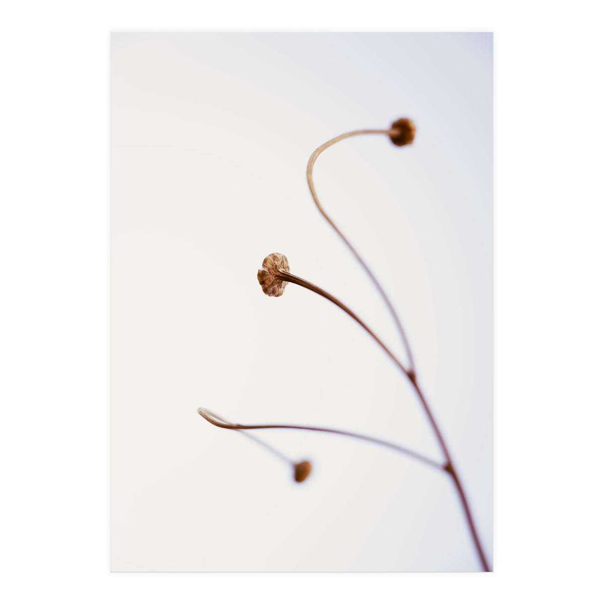 In light of current events VIII (Print Only)