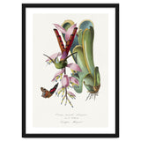Paul Gervais – Hummingbird Painting (1842) thumbnail