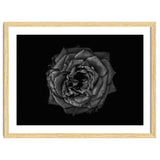 Backyard Flowers In Black And White No 110 thumbnail