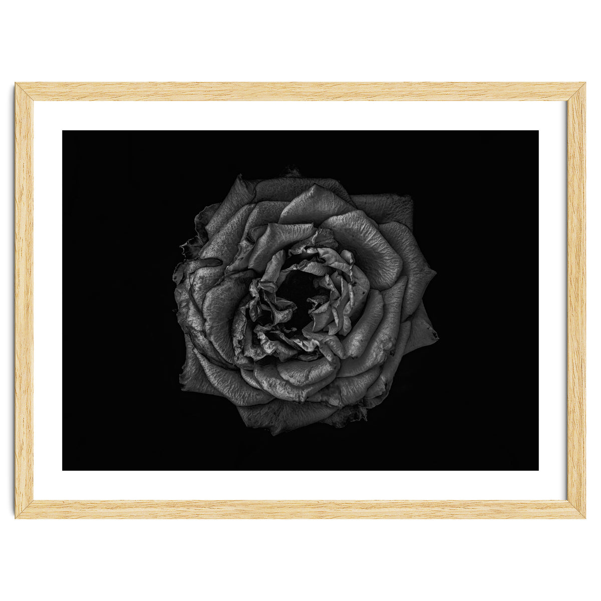 Backyard Flowers In Black And White No 110