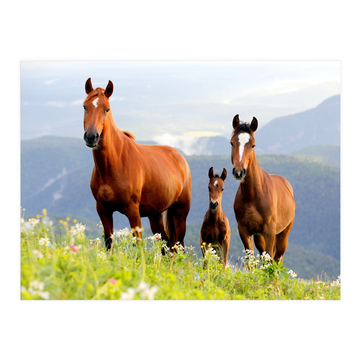 Three Horses (Print Only)