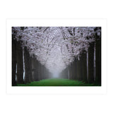 Cherry trees in the fog (Print Only) thumbnail