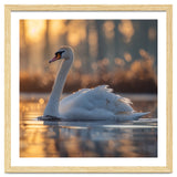 Majestic Swan Gliding On Water At Sunset thumbnail