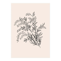 Acacia Botanical illustration (Print Only)