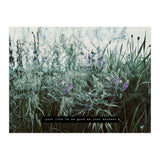 Photography - Summer Garden (Print Only) thumbnail