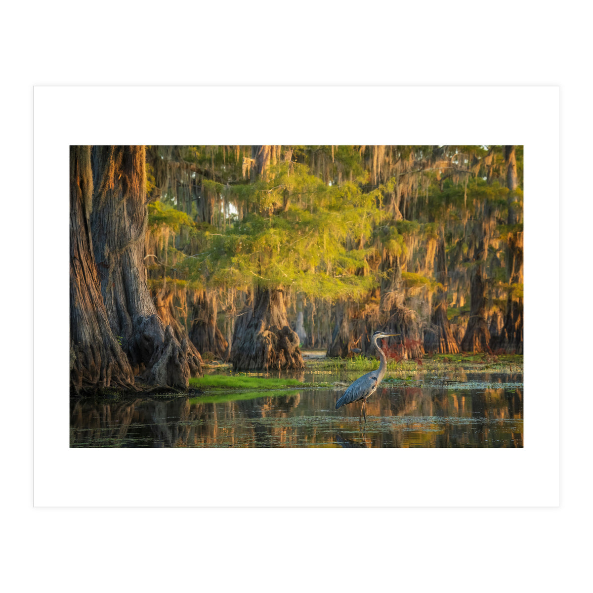 Heron in the swamps (Print Only)