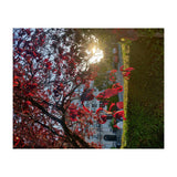 Autumn’s Embrace (Print Only) thumbnail
