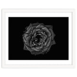 Backyard Flowers In Black And White No 110 thumbnail