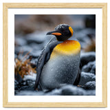 King Penguin In Snow With Water Droplets thumbnail