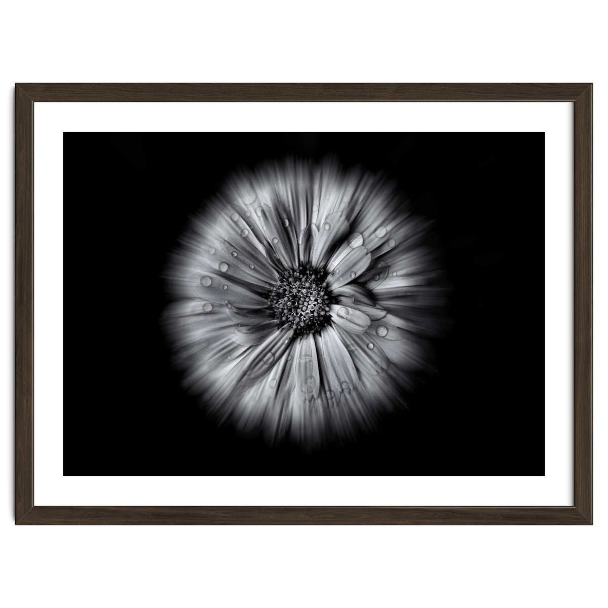 Backyard Flowers In Black And White No 10 Flow Version