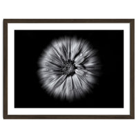 Backyard Flowers In Black And White No 10 Flow Version