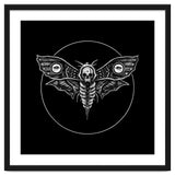 Deaths Head Moth thumbnail