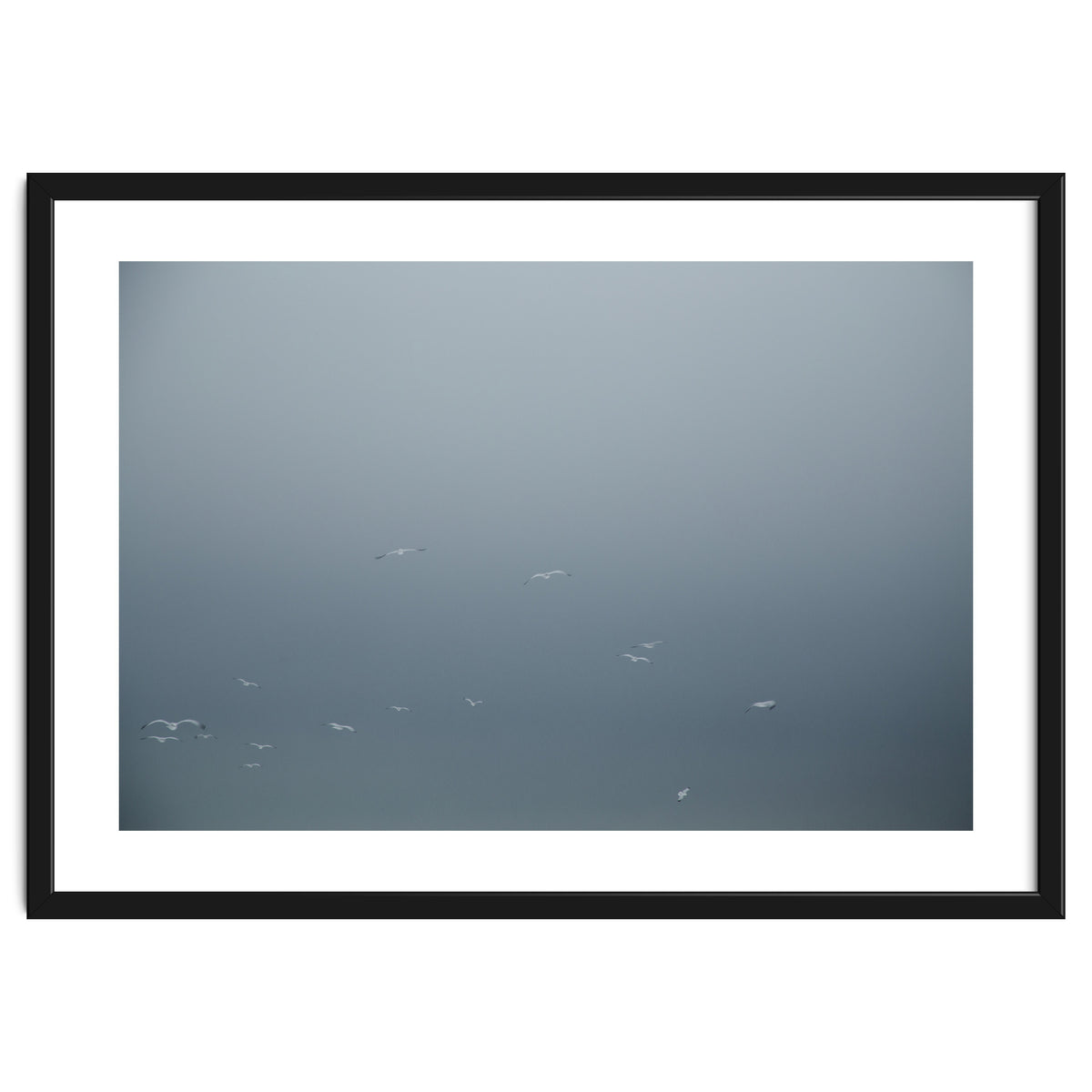 Flying Segulls in thet winter sky