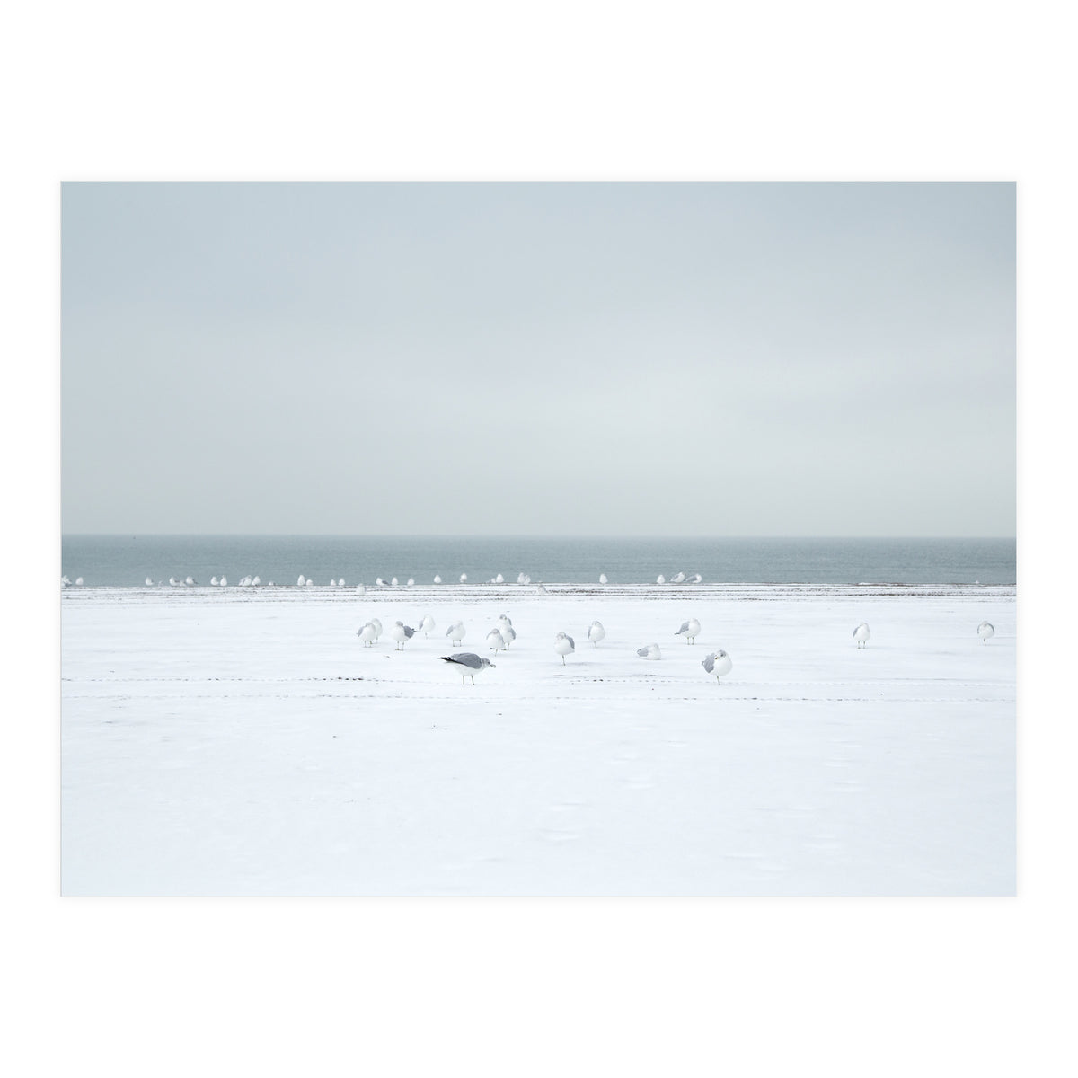 Seagulls in the Snow beach (Print Only)