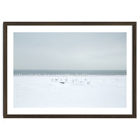 Seagulls in the Snow beach