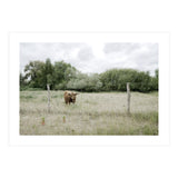 Cow in the farm (Print Only) thumbnail