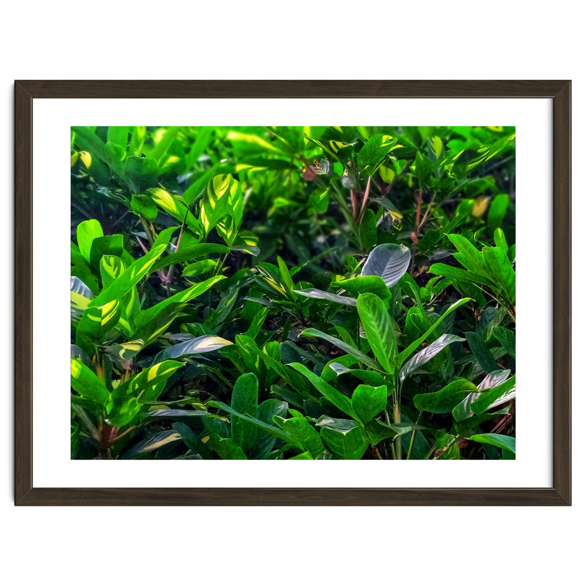 Green House Plant Leaves