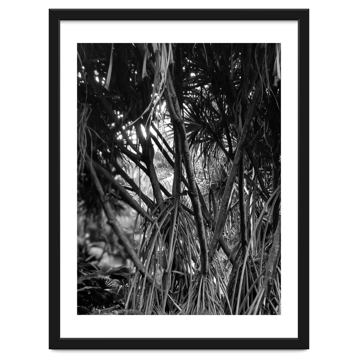 Black Tectorius Plant Art