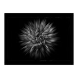 Backyard Flowers In Black And White No 20 Flow Version with Border (Print Only) thumbnail