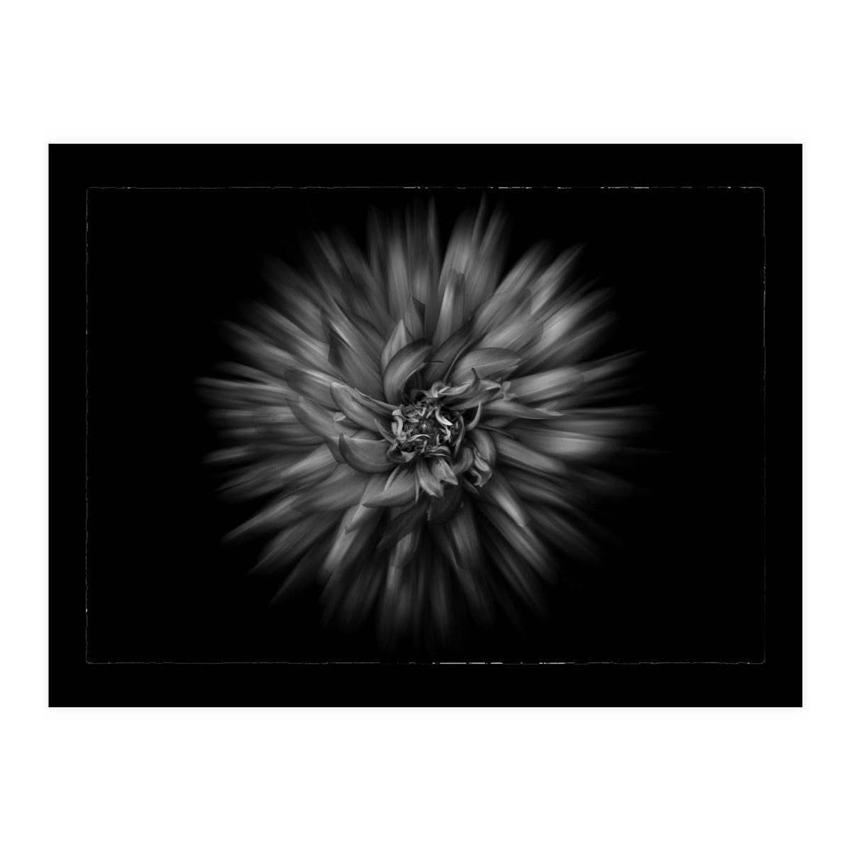 Backyard Flowers In Black And White No 20 Flow Version with Border (Print Only)