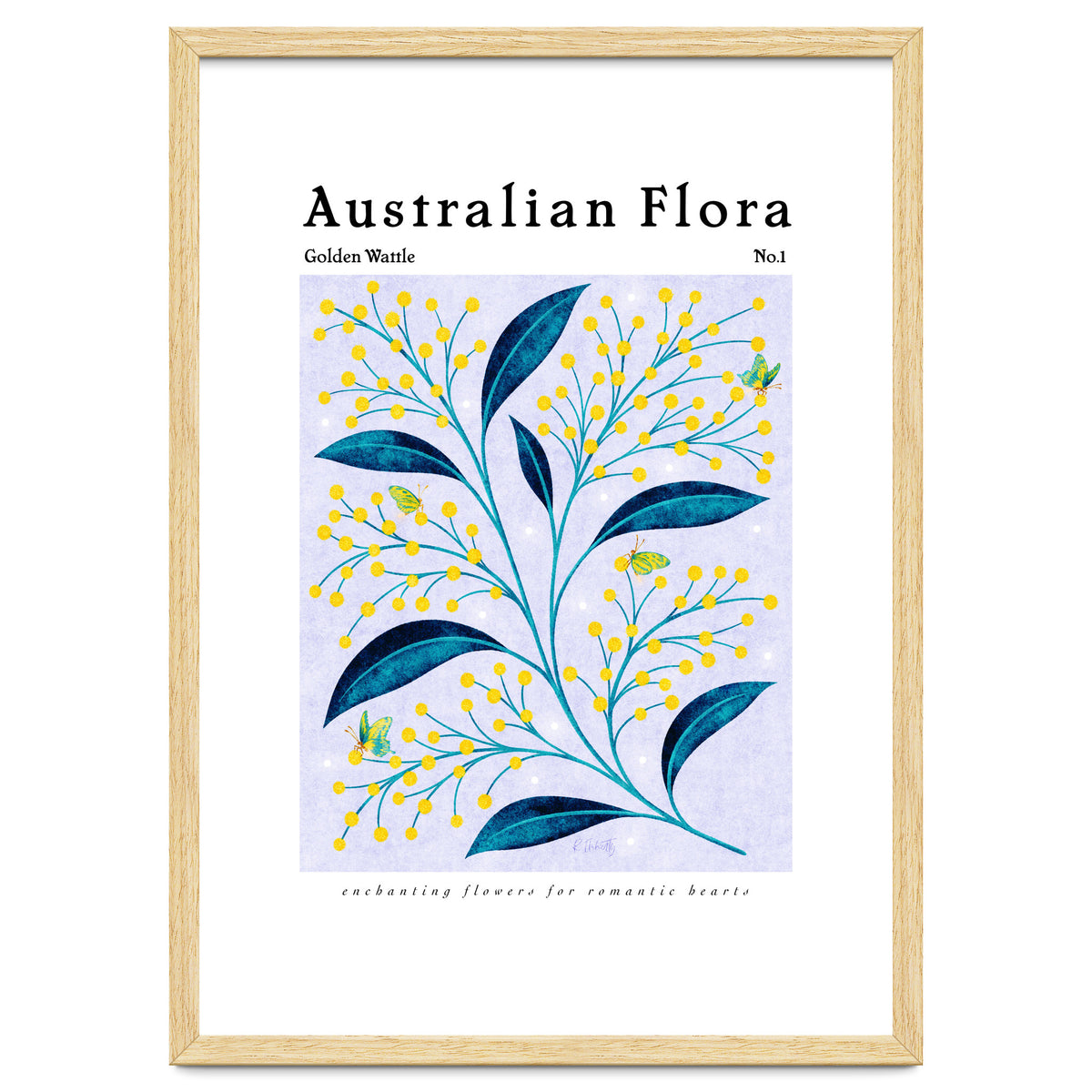 Australian Flora: Golden Wattle