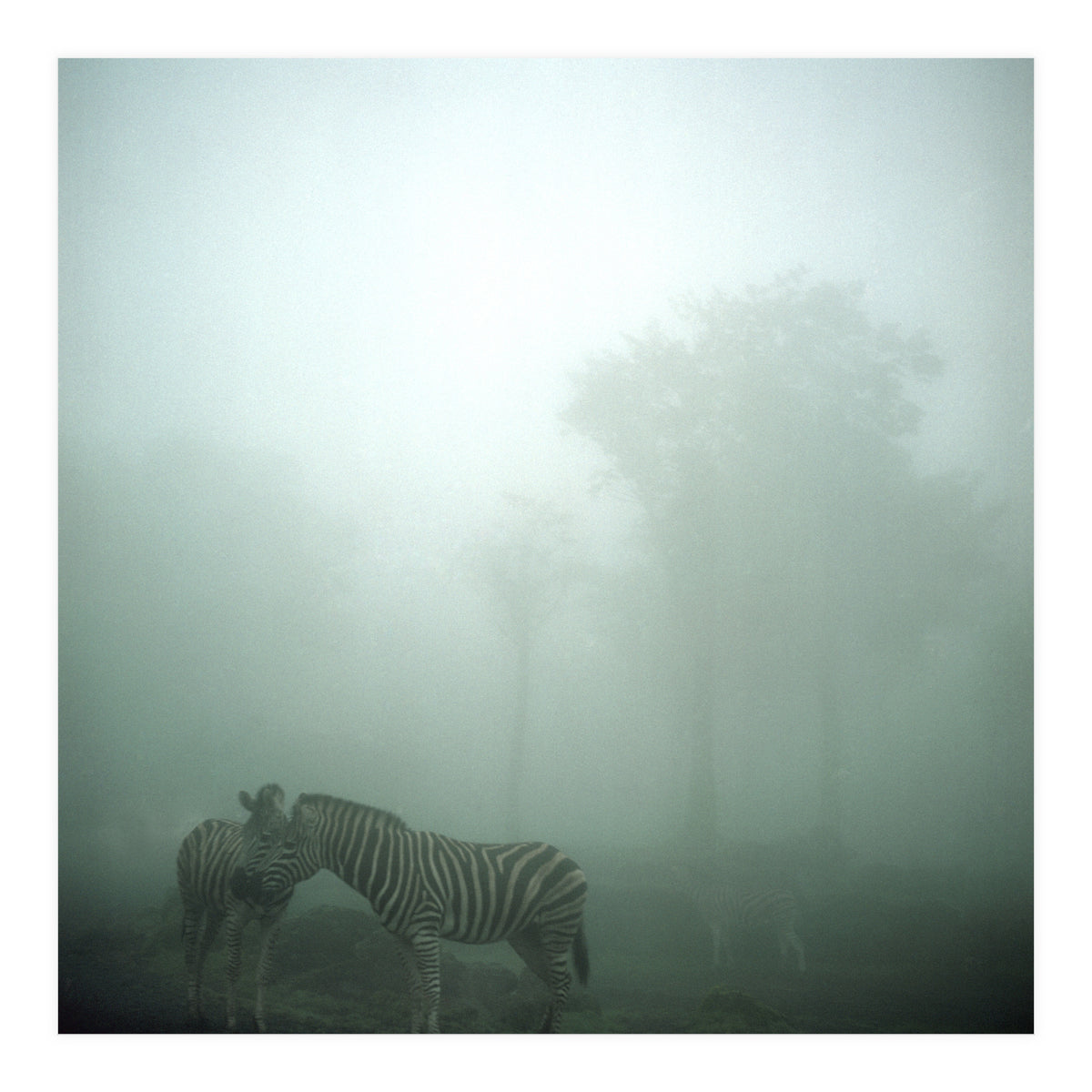 Silence of breath - 15 (Print Only)