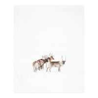 Reindeer in the snow (Print Only)