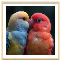 Two Lovebirds Nuzzling Close Up Portrait