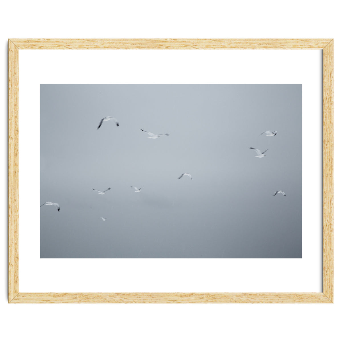 Flying seagulls in the winter sky